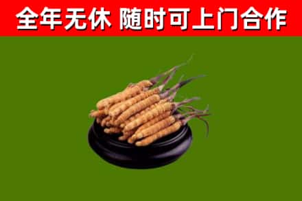 楚雄回收冬虫夏草